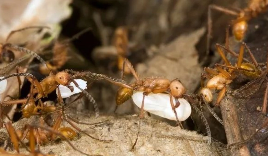 螞蟻搬家夢境意義 螞蟻搬家夢境意義