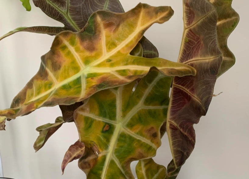 觀音蓮葉子變黃原因 觀音蓮葉子變黃原因