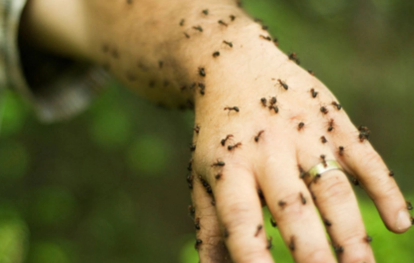 螞蟻夢境解析 螞蟻夢境解析