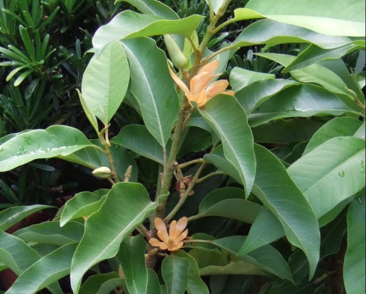 玉蘭花種植方法