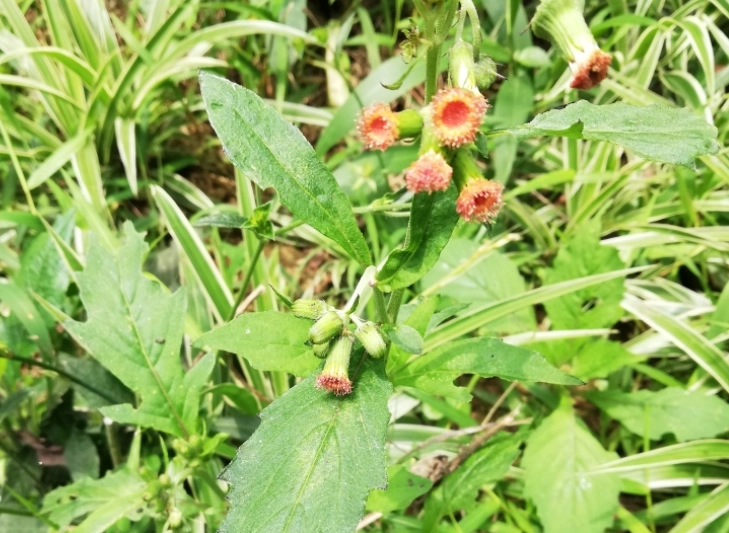 野草識別 野草識別