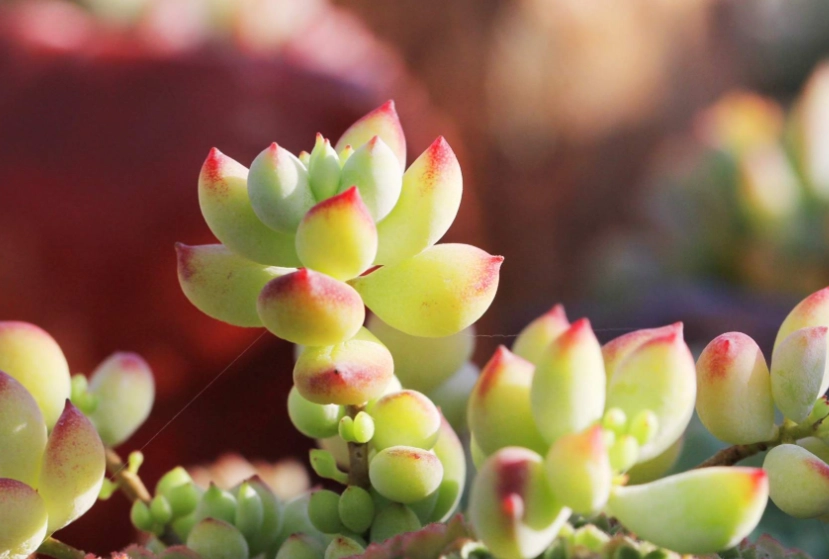 多肉植物澆水 多肉植物澆水