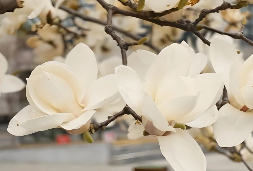 玉蘭花安全 玉蘭花安全