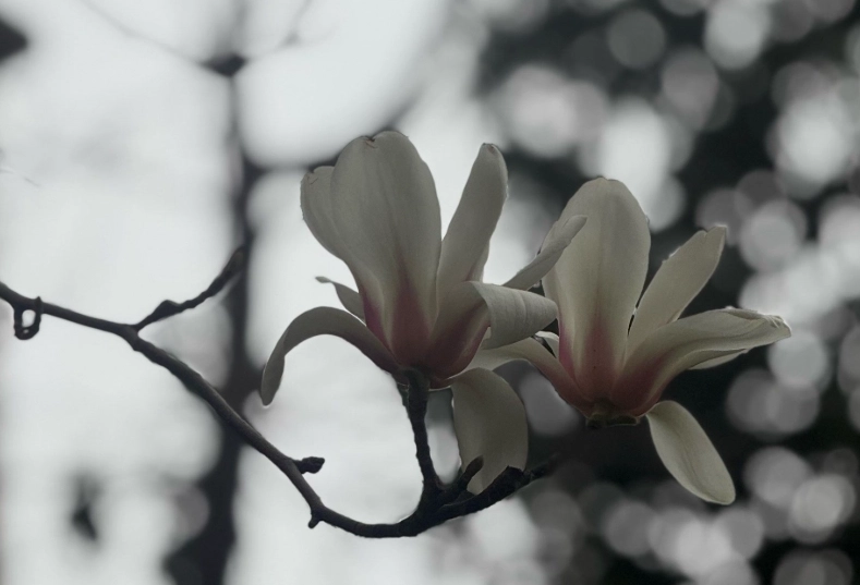 玉蘭花養護技巧