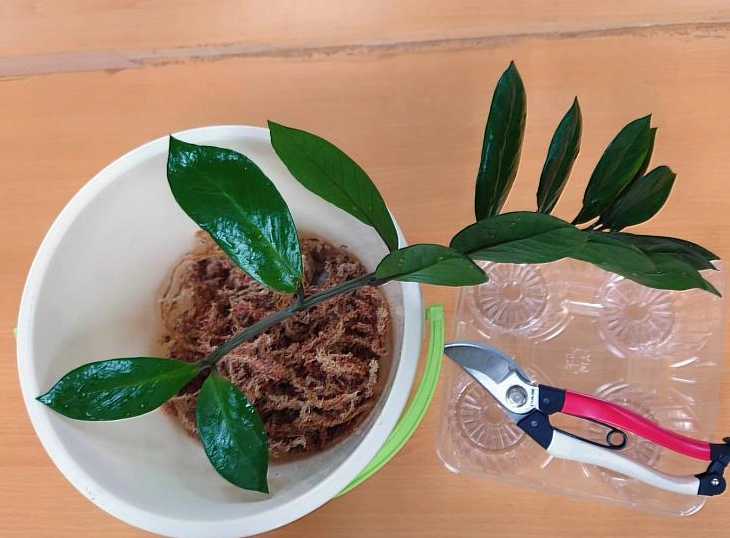 金錢樹介質配方 金錢樹介質配方