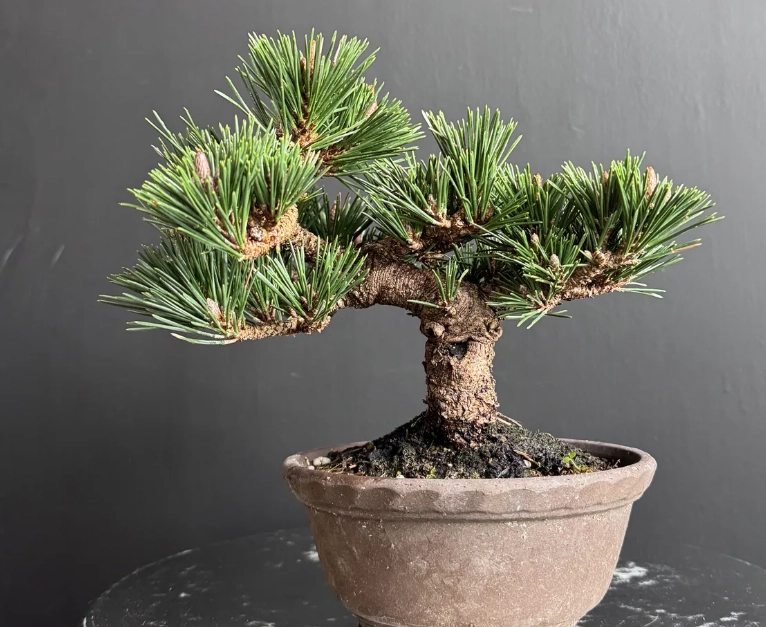 壽松養護 壽松養護