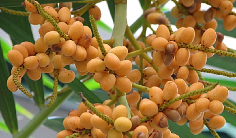 黃椰子果實用途 黃椰子果實用途