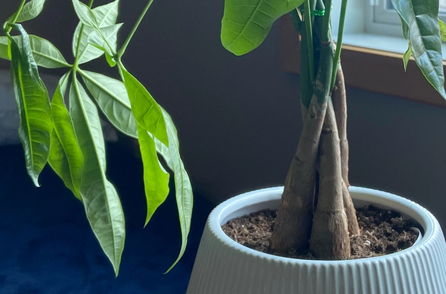 發財樹養護 發財樹養護