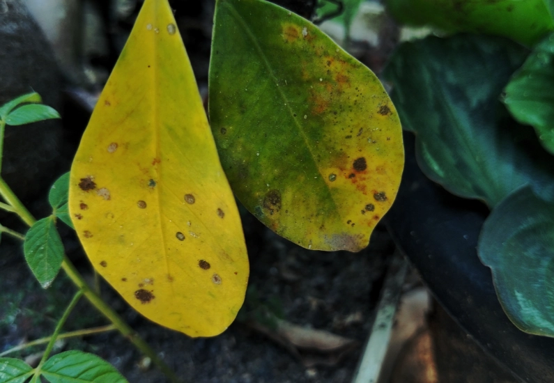 葉黃病防治 葉黃病防治