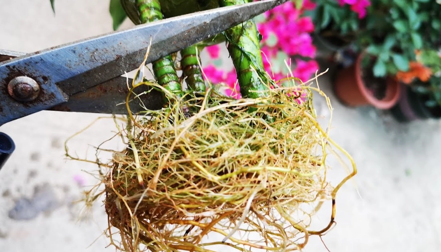 开运竹修剪方法