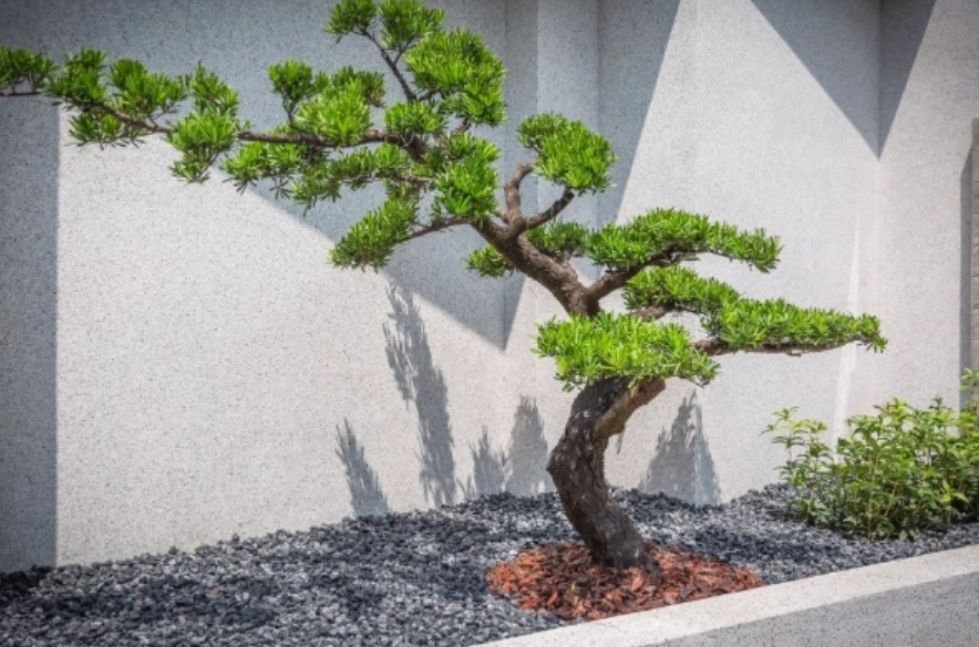 羅漢松修剪方法