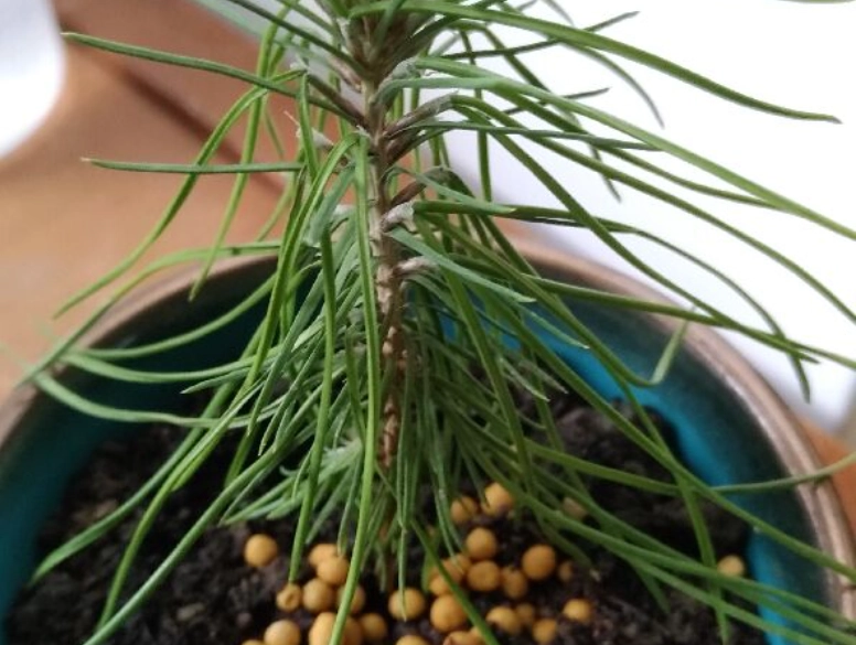 黑松植物種類 黑松植物種類