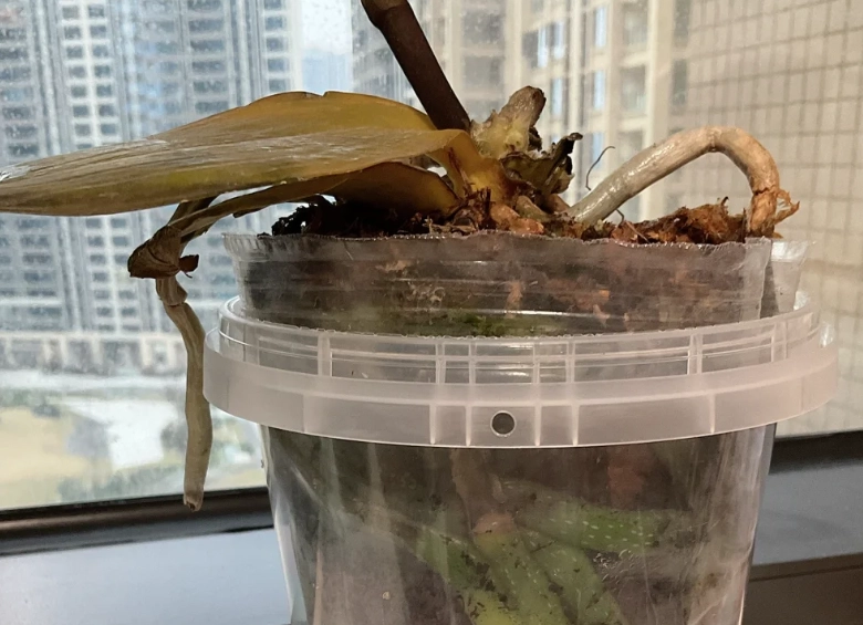 蝴蝶蘭養護 蝴蝶蘭養護