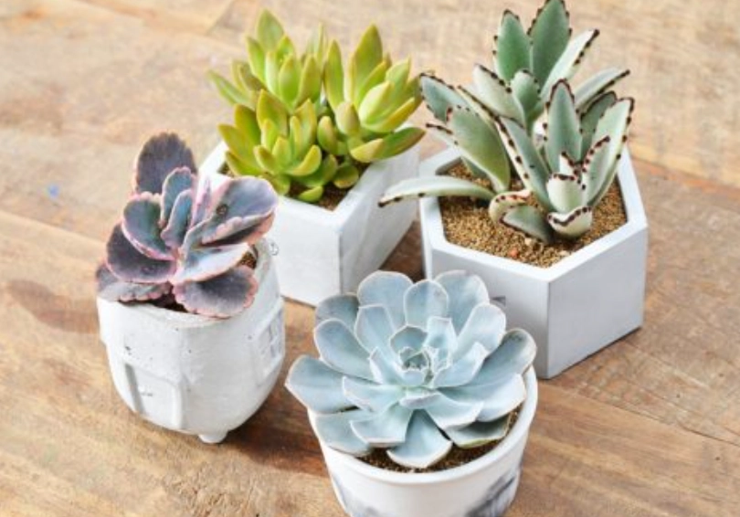 室內小盆栽推薦