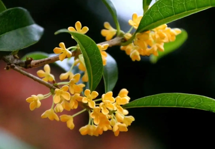 台灣公園花卉 台灣公園花卉