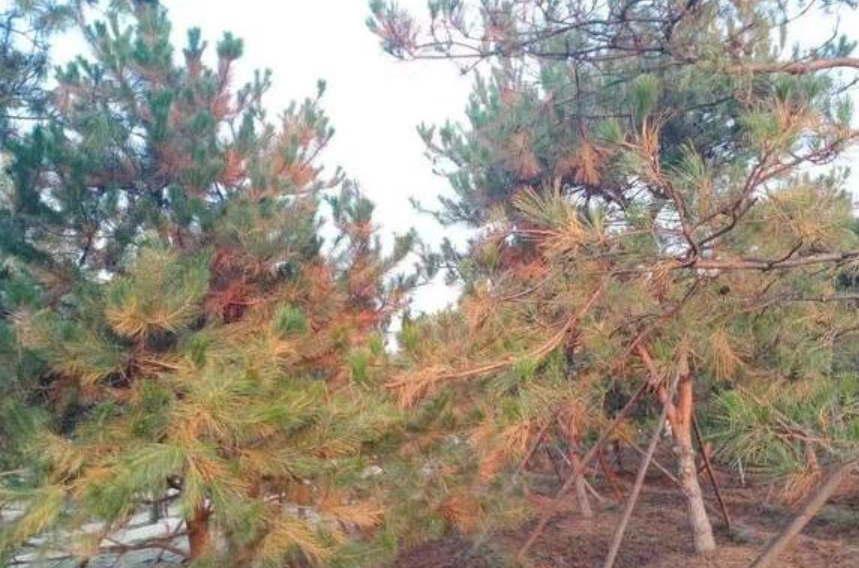 松樹枯枝預防 松樹枯枝預防