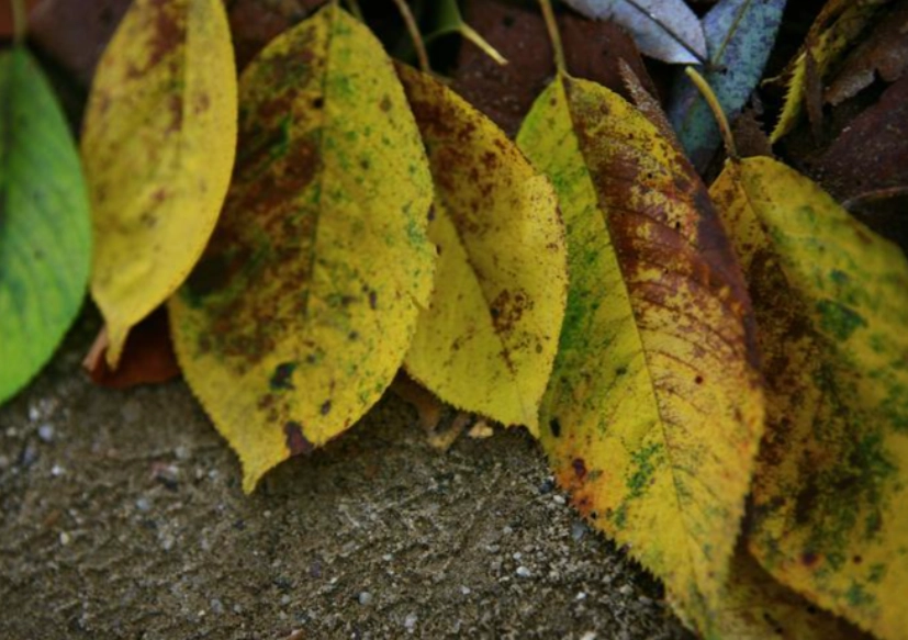 葉黃病症狀 葉黃病症狀