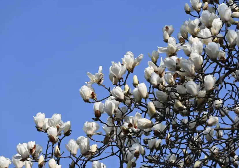 白玉蘭樹養護 白玉蘭樹養護