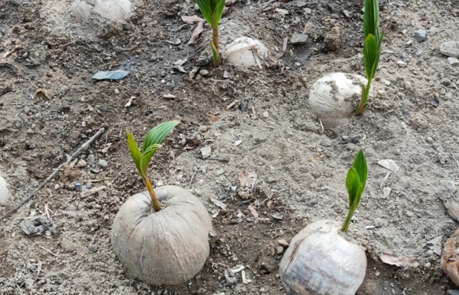 椰子树种植方法 椰子树种植方法