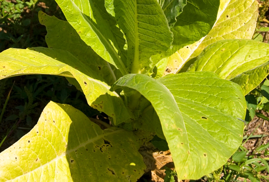 蔬菜種植問題 蔬菜種植問題