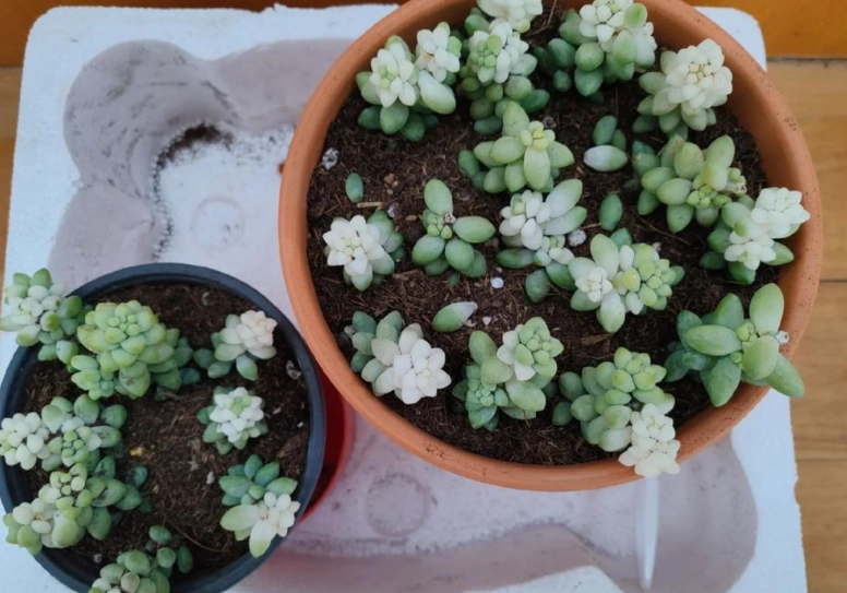 夏天多肉养护 夏天多肉养护