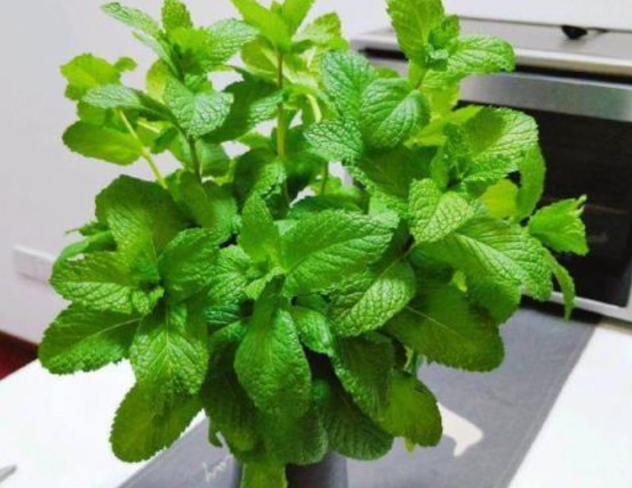 薄荷种植技巧