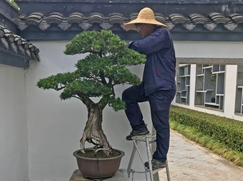 羅漢松修剪方法