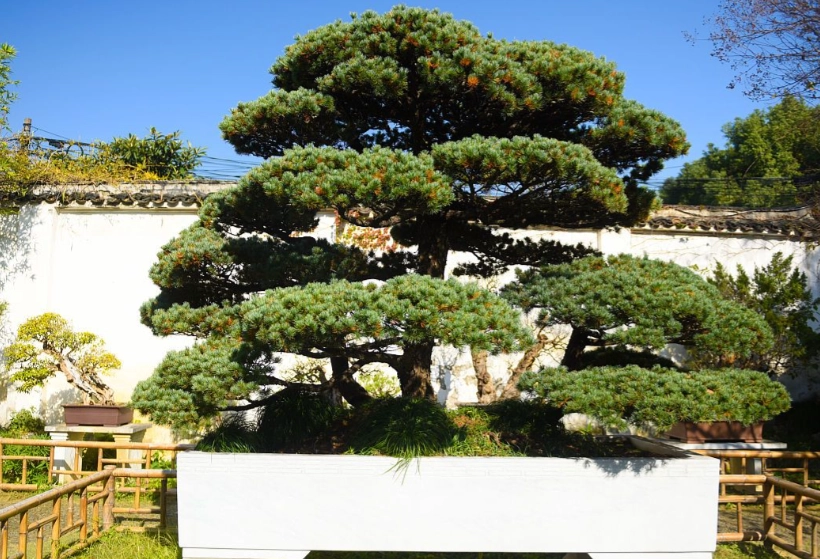 陰影花園植物 陰影花園植物