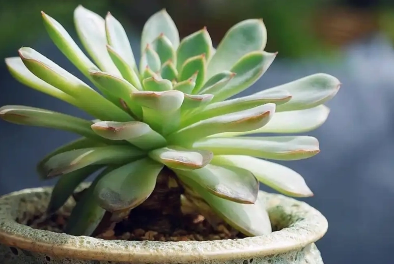 多肉植物室内养护
