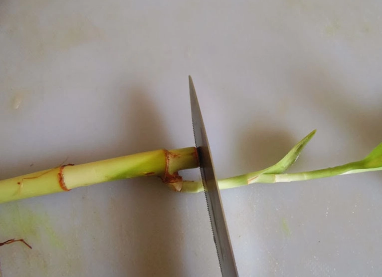 开运竹修剪方法