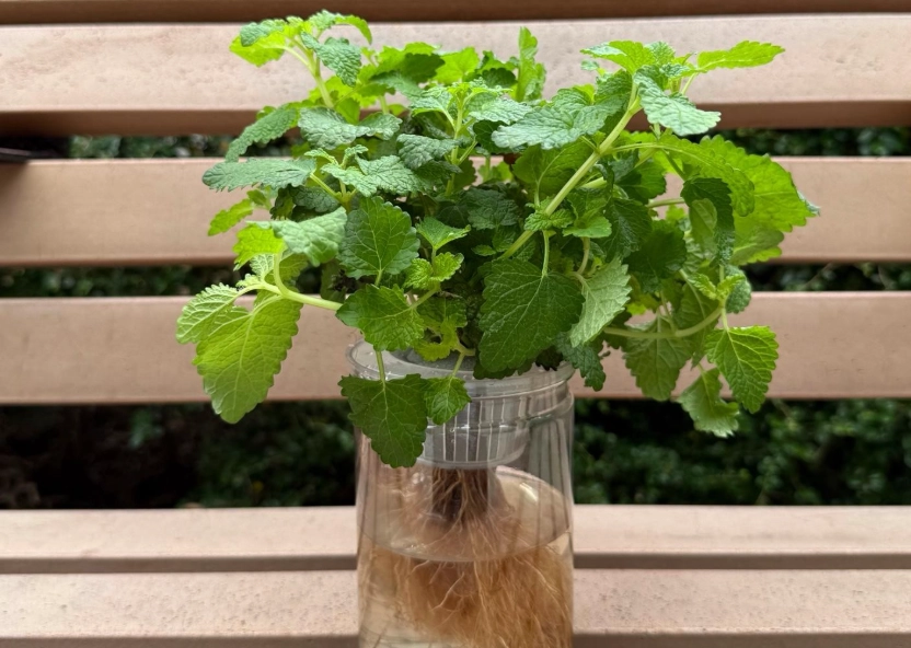 薄荷栽種方法 薄荷栽種方法