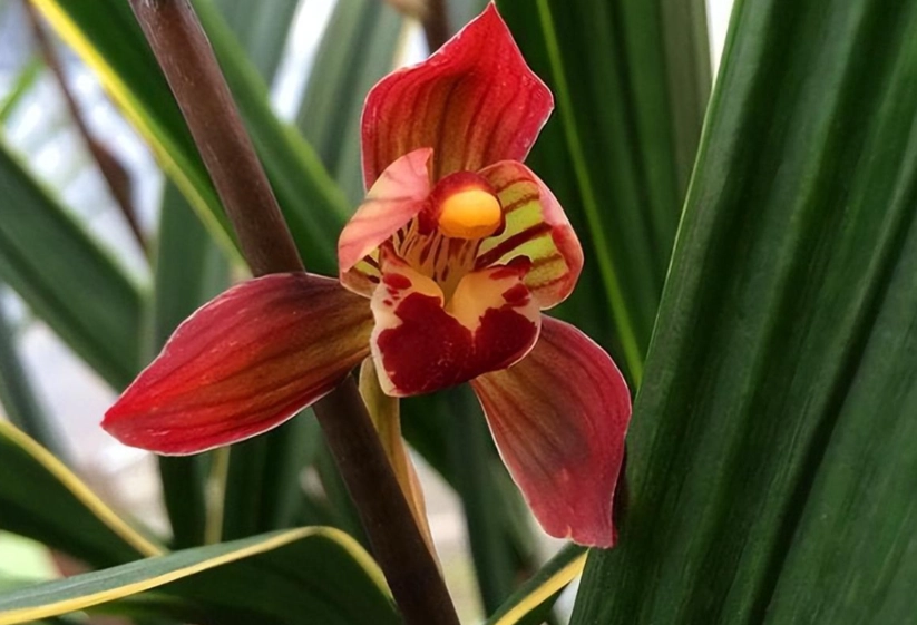 蘭花顏色意義 蘭花顏色意義