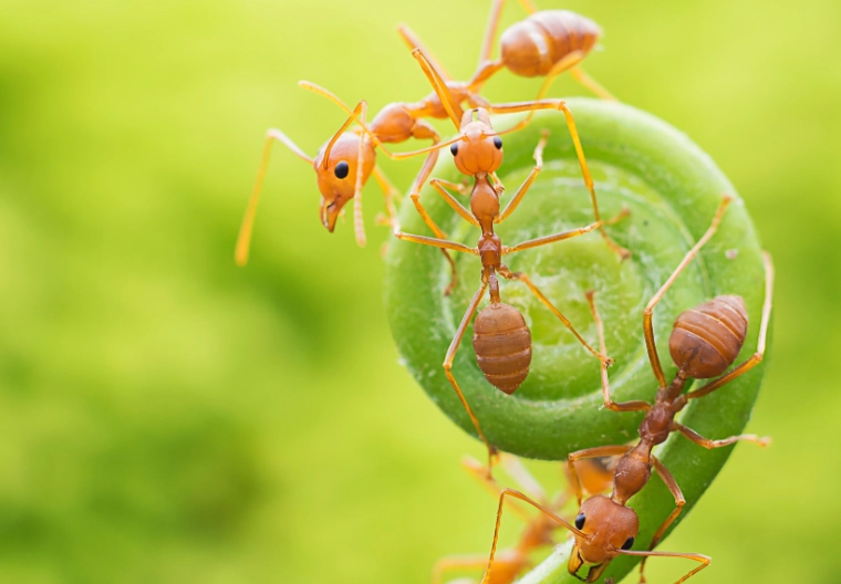 螞蟻夢境解析 螞蟻夢境解析