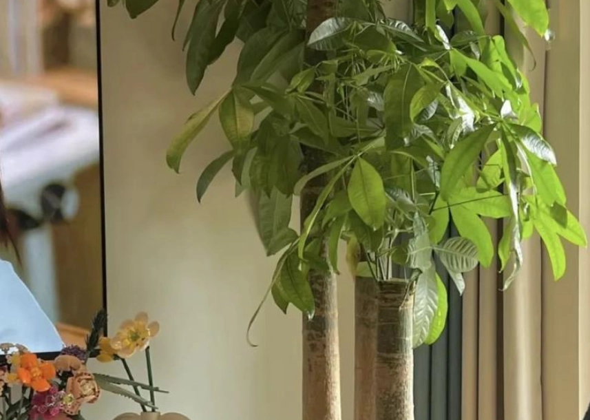 發財樹澆水頻率 發財樹澆水頻率