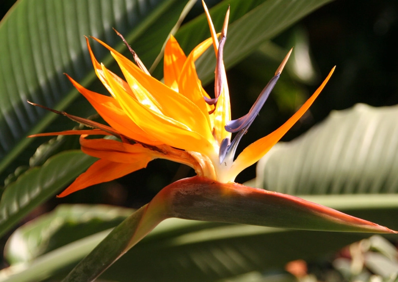 天堂鳥養護方法
