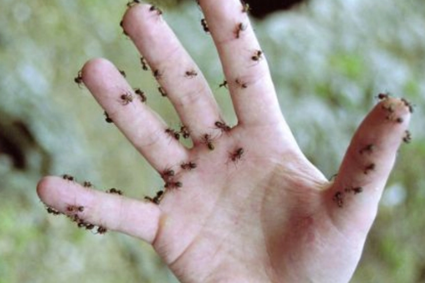 夢境心理學 夢境心理學