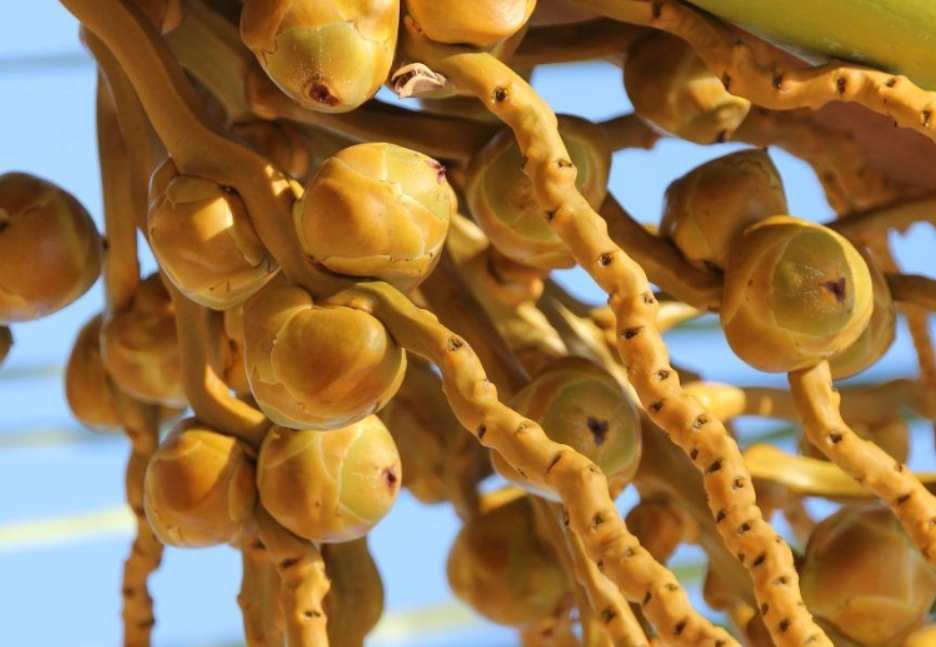 黃椰子果實用途 黃椰子果實用途