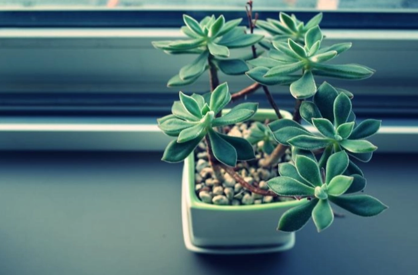 多肉植物養護方法