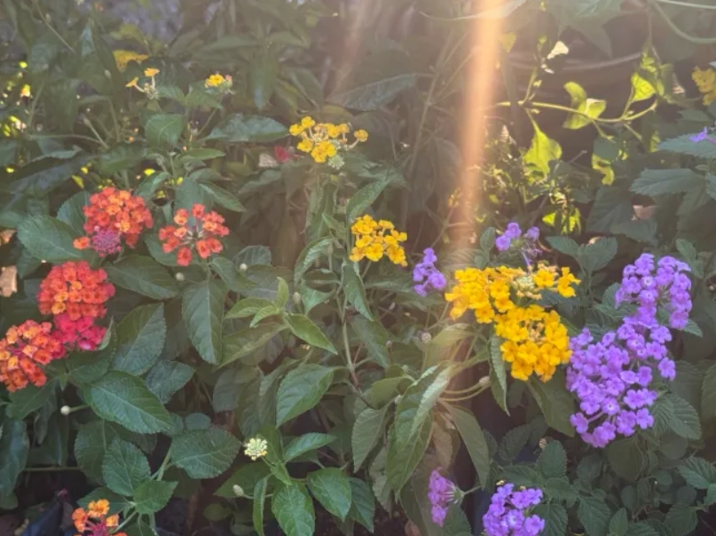 路邊花草養護 路邊花草養護