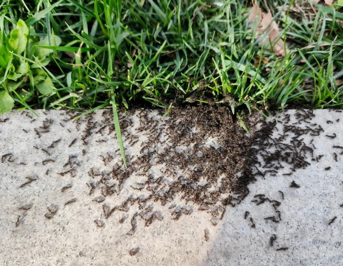 夢見螞蟻搬家解夢 夢見螞蟻搬家解夢