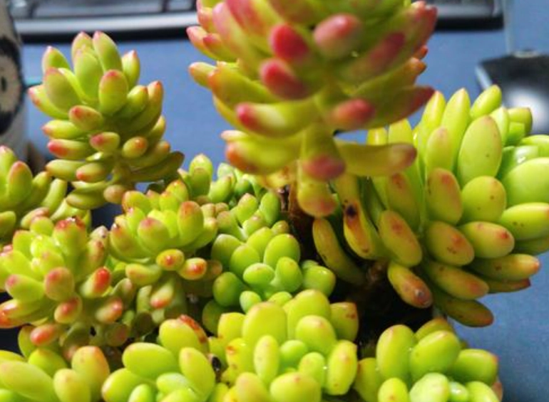 多肉植物浇水频率