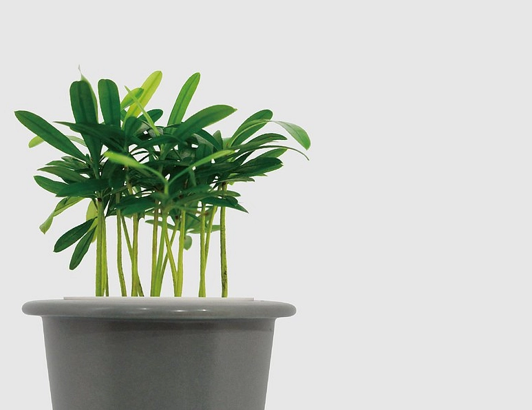 羅漢松養護方法 羅漢松養護方法