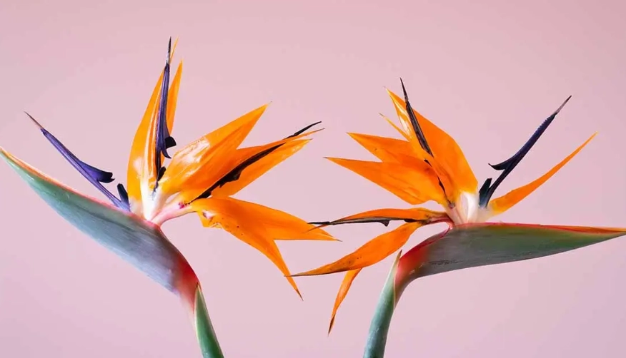 天堂鳥養護方法