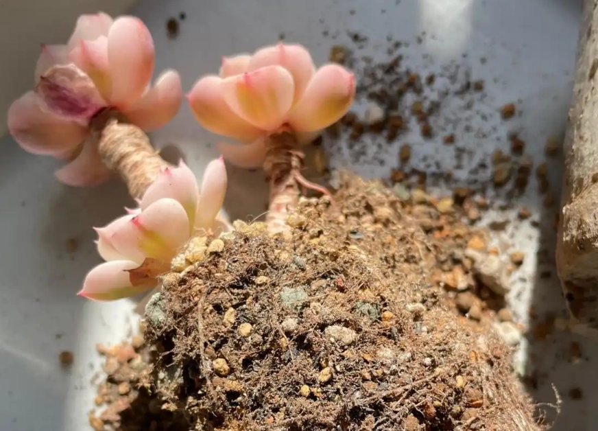 多肉植物夏季換盆 多肉植物夏季換盆