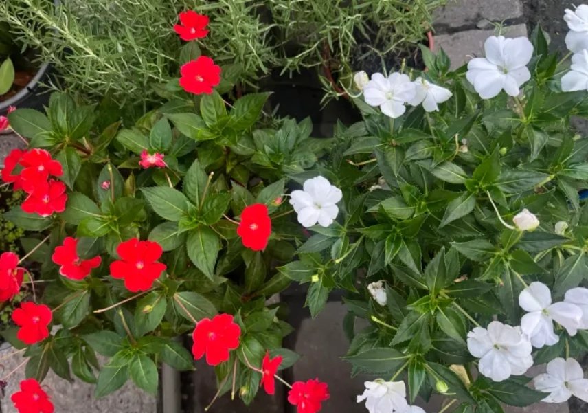 台灣路邊植物 台灣路邊植物