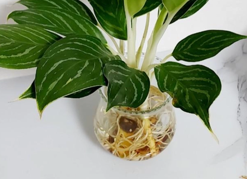 萬年青水培方法