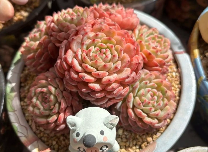 多肉植物光照不足