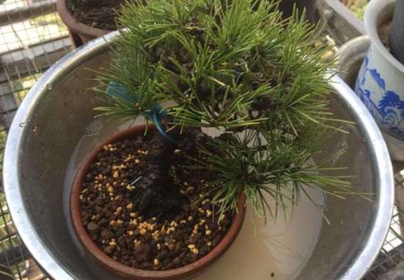 黑松換盆時間 黑松換盆時間