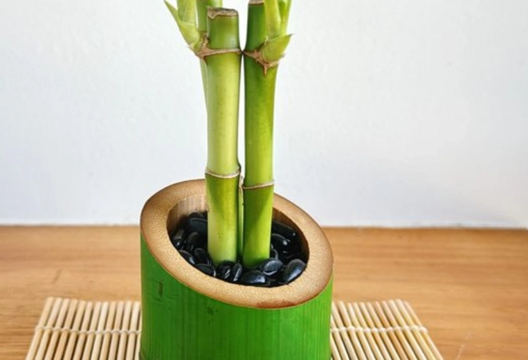 土栽開運竹技巧 土栽開運竹技巧