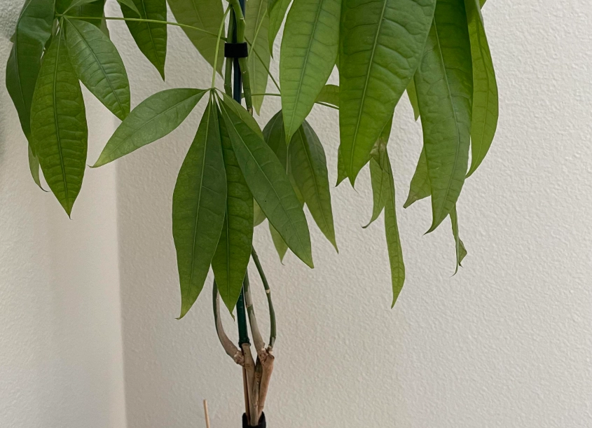 發財樹葉子下垂原因 發財樹葉子下垂原因